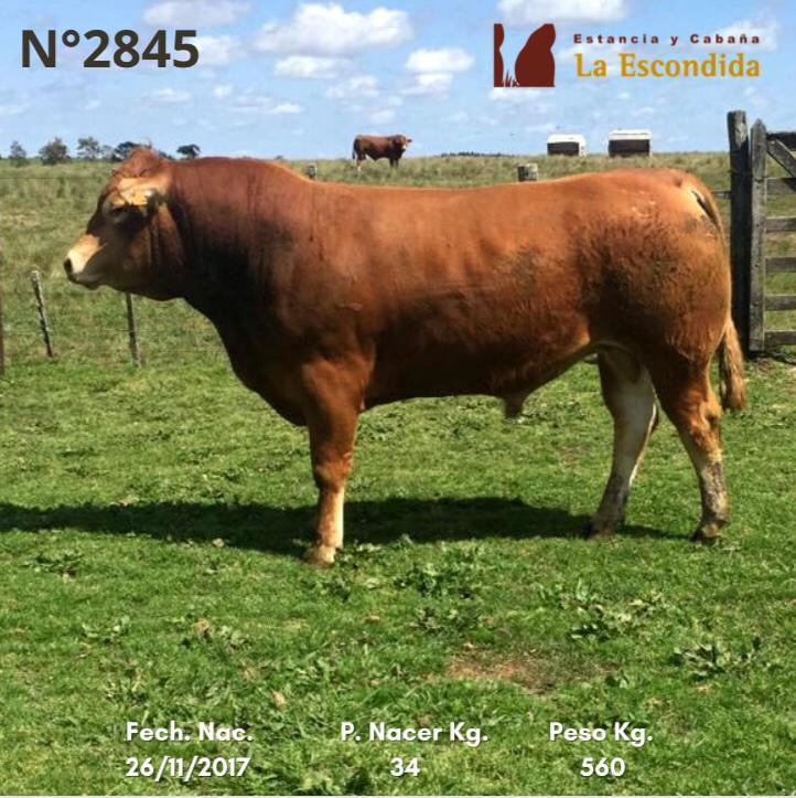 Lote Venta particular de Toros Limousin