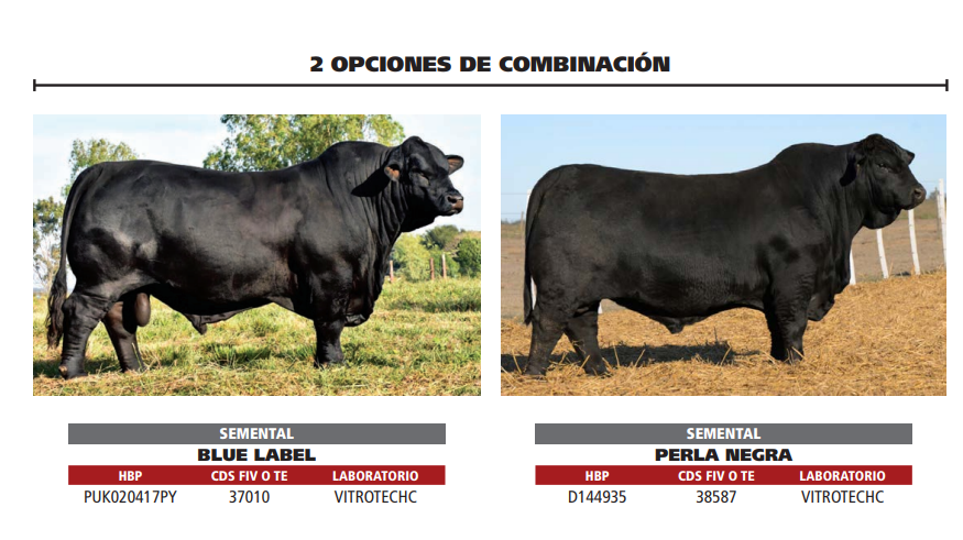 Lote LOTE 2