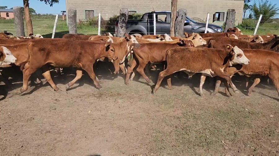 Lote 120 Terneros A TÉRMINO en San Luis del Palmar, Corrientes