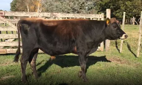 Lote TORO JERSEY