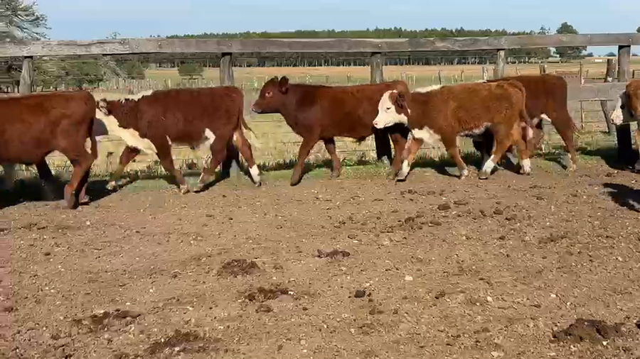 Lote 80 Terneros
