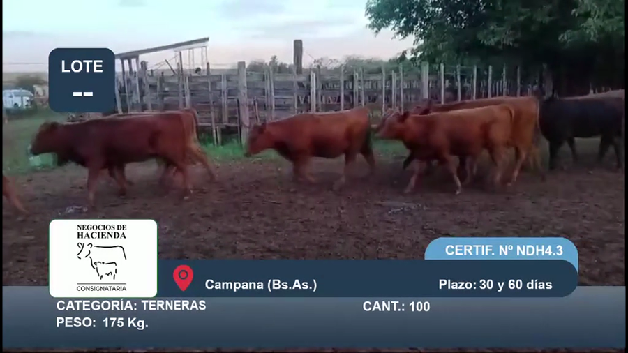 Lote 100 Terneras en Buenos Aires, Campana