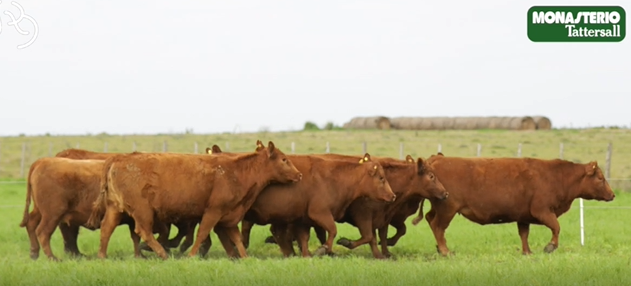Lote VIENTRES PREÑADOS(CORRAL 38)