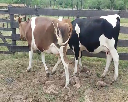 Lote (Vendido)2 Vaquillonas 1 a 2 años en POLANCOS