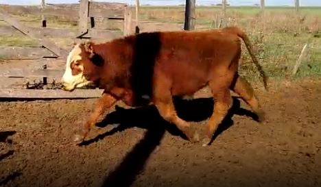 Lote 21 Terneras de 215Kg en Canals, Córdoba