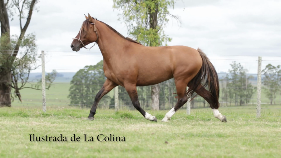 Lote ILUSTRADA DE LA COLINA R.P 168