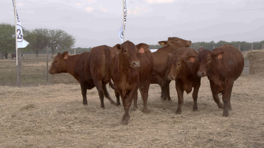Lote Vaquillas CBO. 1 PREÑADAS