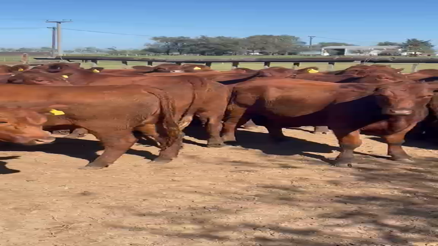 Lote 44 Vaquillonas preñadas