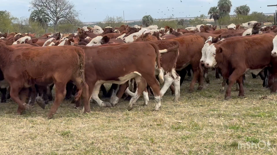 Lote 103 Terneras y vaquillas en Corrientes, Perugorría