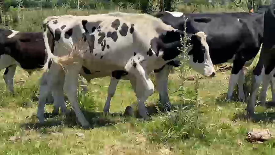 Lote 6 Novillos a remate en Ultima pantalla del año - Escritorio Camy, San José