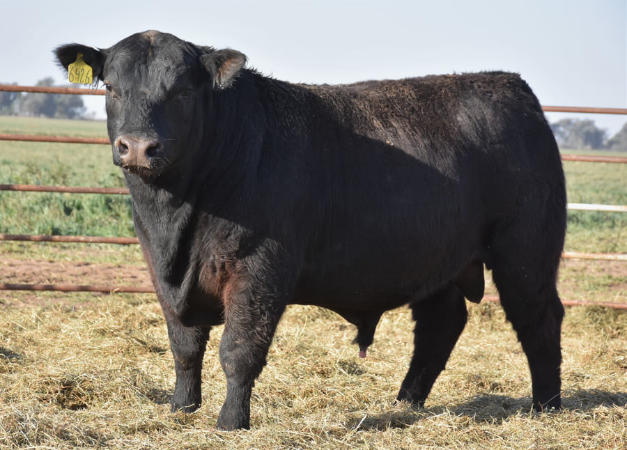 Lote TOROS (Corral 18)