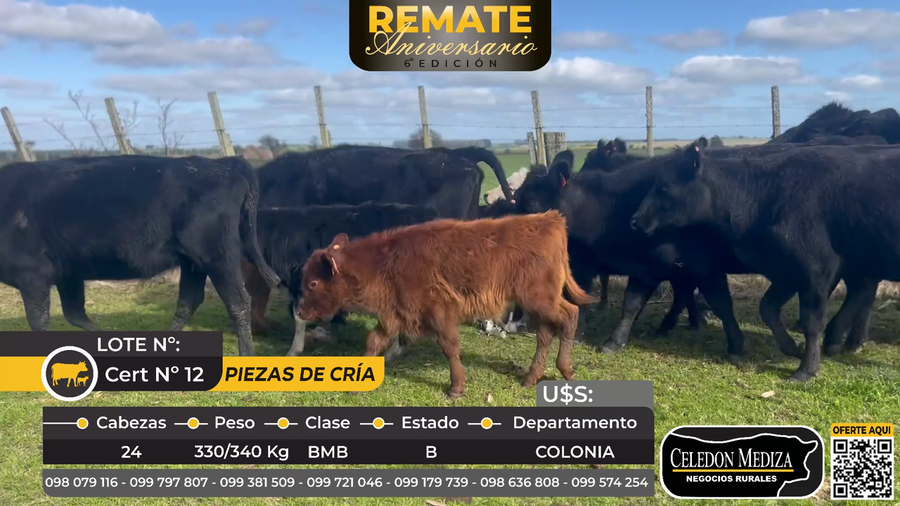 Lote 24 Piezas de cría en Colonia