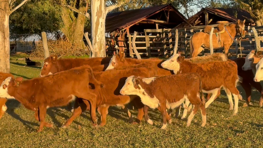 Lote 70 Terneros/as en Corrientes, Mercedes
