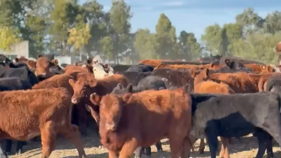 Lote 110 Terneras