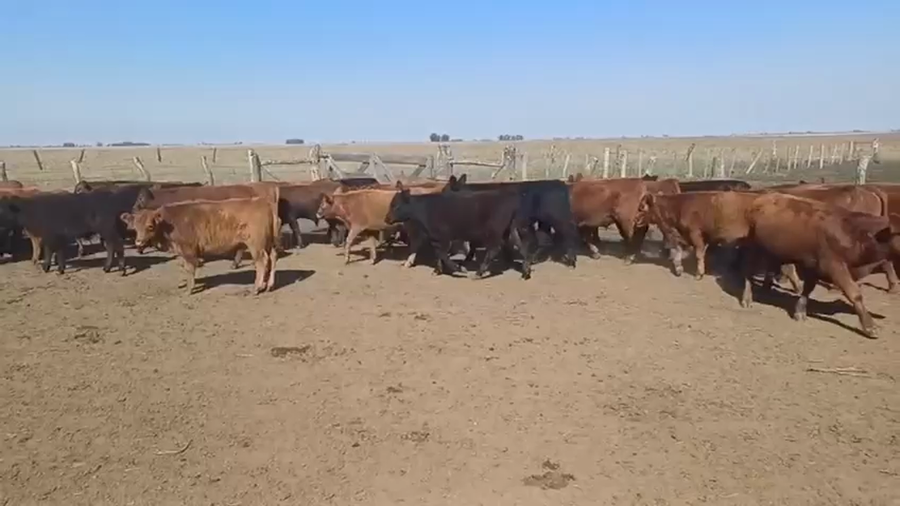 Lote 75 Terneros