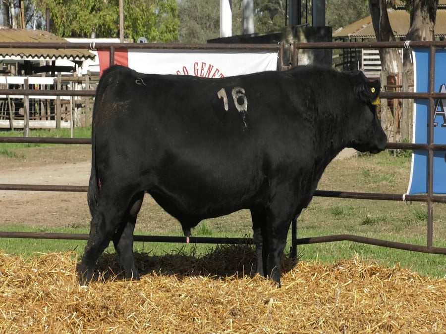 Lote TOROS ANGUS NEGROS PC