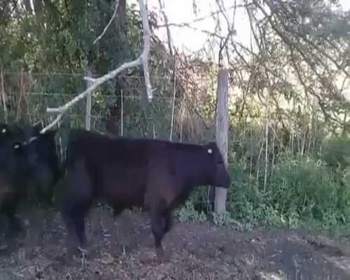 Lote 7 Terneros en Brandsen, Buenos Aires