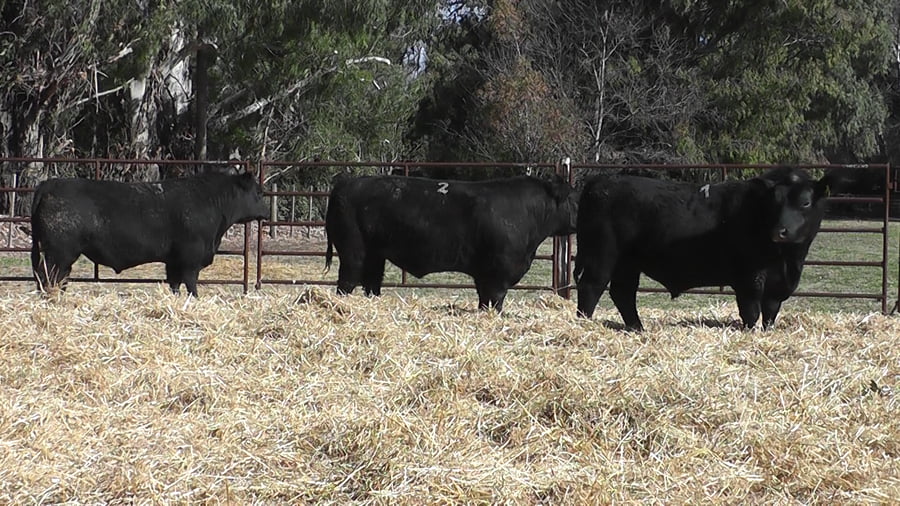Lote TOROS PUROS DE PEDIGREE