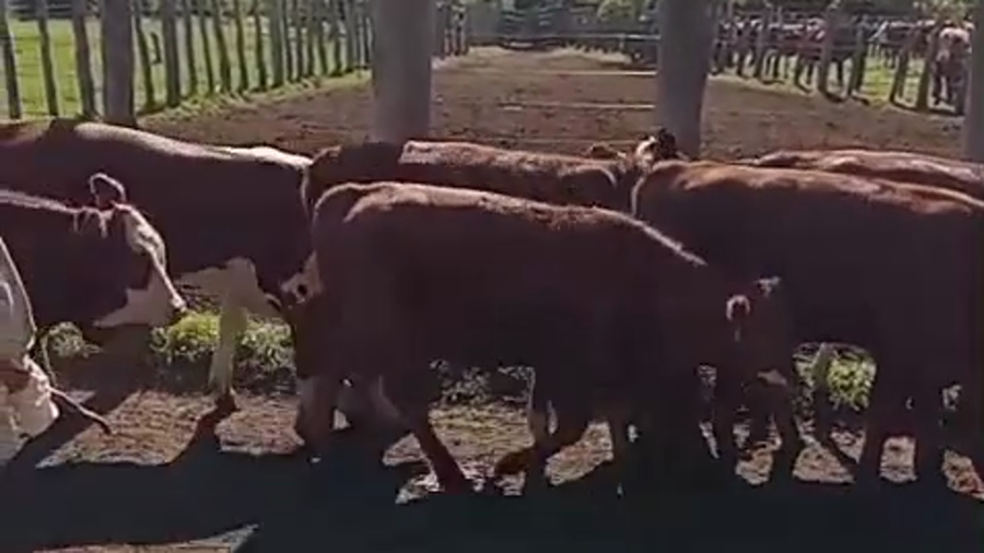 Lote 26 Terneros/as en Corrientes, Curuzu Cuatia