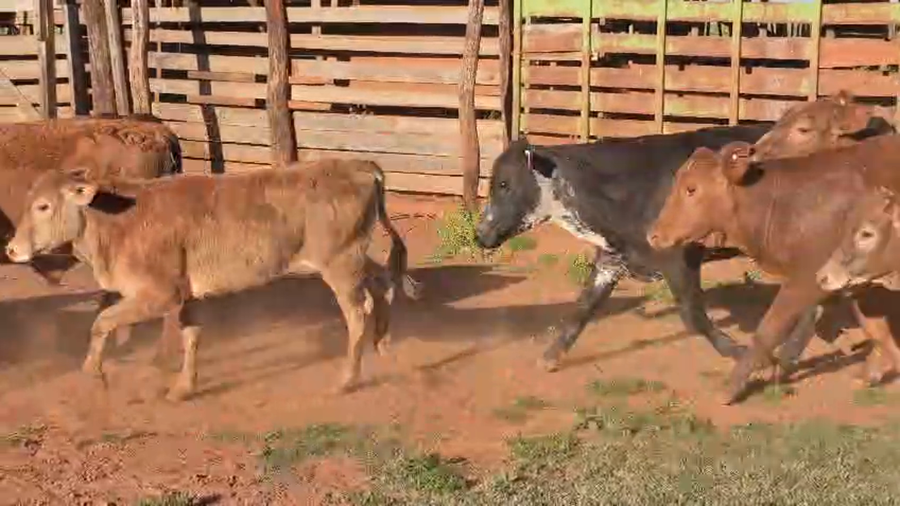Lote 30 Terneros/as en Corrientes, Virasoro