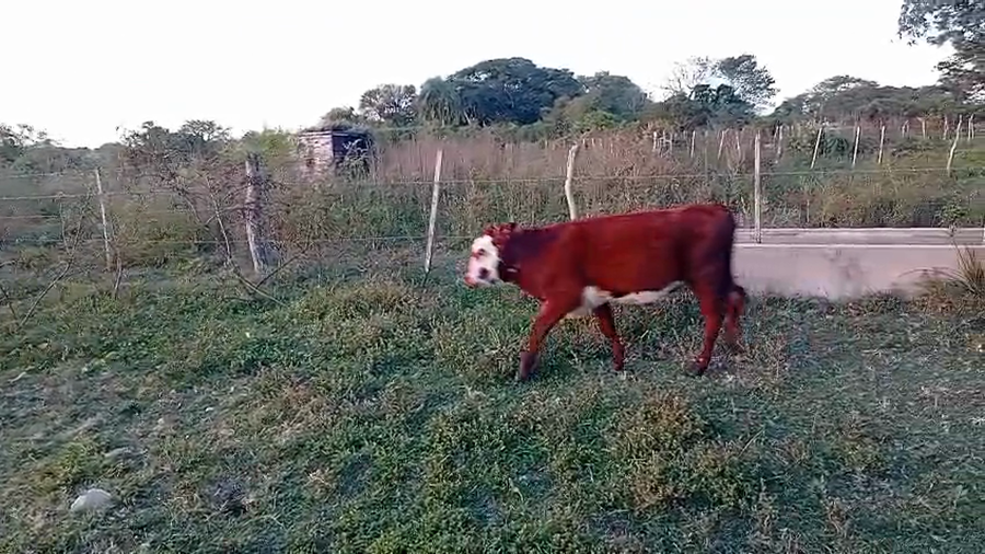 Lote 50 Terneros/as