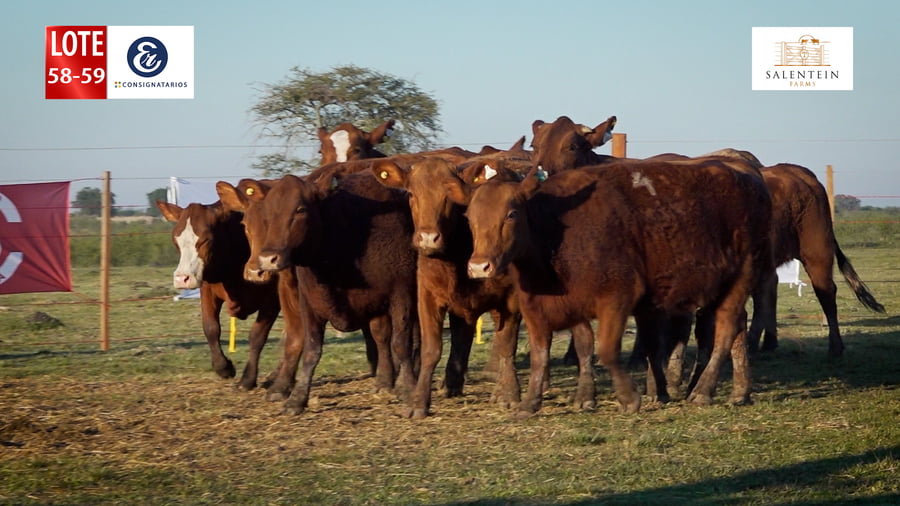Lote LOTE 58/59 - VAQUILLAS BRAFORD GENERALES – PREÑADAS IATF