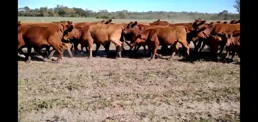 Lote 40 Vaquillonas en El Colorado, Formosa