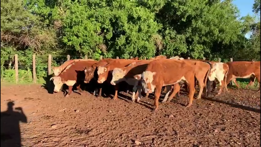 Lote VACAS INVERNADA