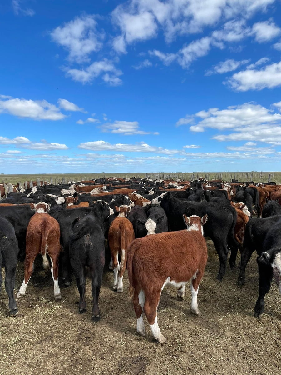 Lote 70 TERNEROS/AS, 180KG, OLAVARRIA, HEREFORD Y CARETA