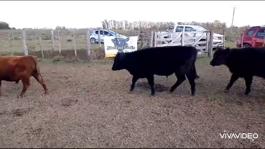 Lote 35 Terneros/as en Gral. Las Heras, Buenos Aires