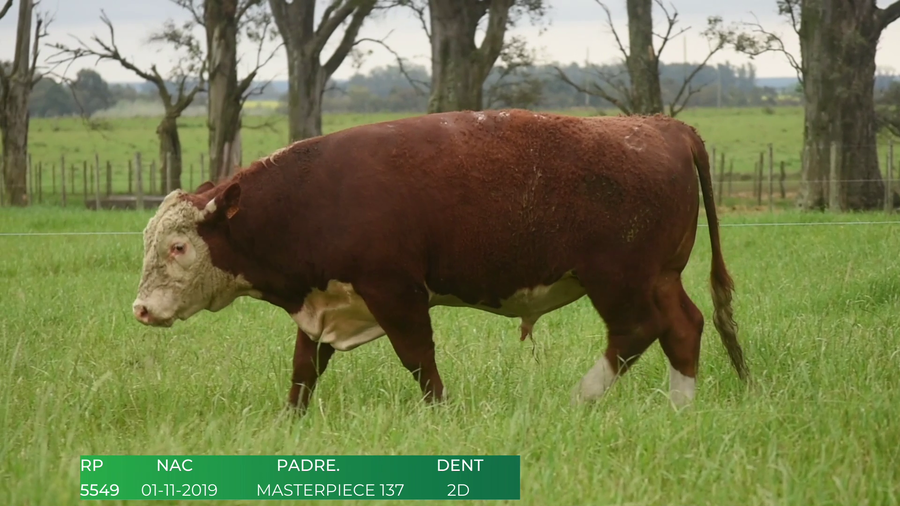 Lote Toros POLLED HEREFORD a remate en 4º  Remate  Anual Cabaña El Treból en Liga de Trabajo de Guichón