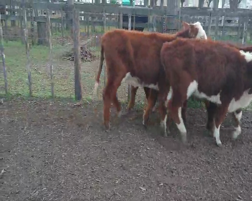 Lote 8 Terneras en Gral. Lamadrid, Buenos Aires