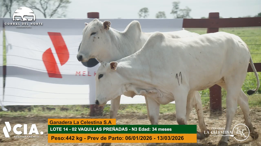 Lote 
