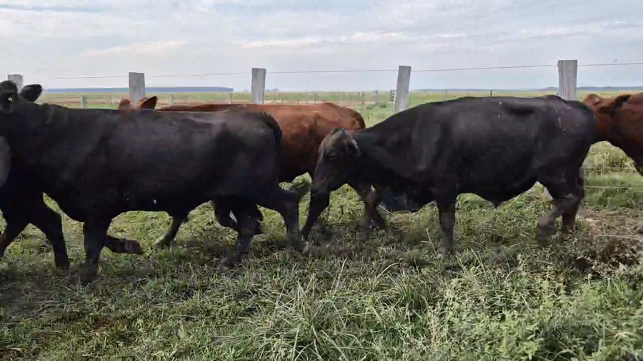 Lote 65 Novillos en Corrientes, Guaviravi