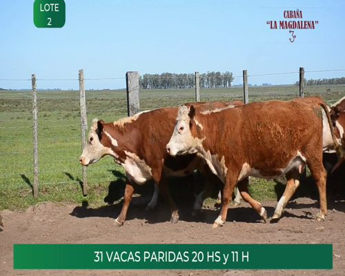 Lote 31 VACAS PARIDAS ( 20 HS y 11 H)