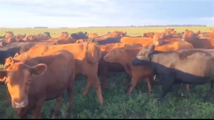 Lote 250 VAQUILLONAS PREÑADAS