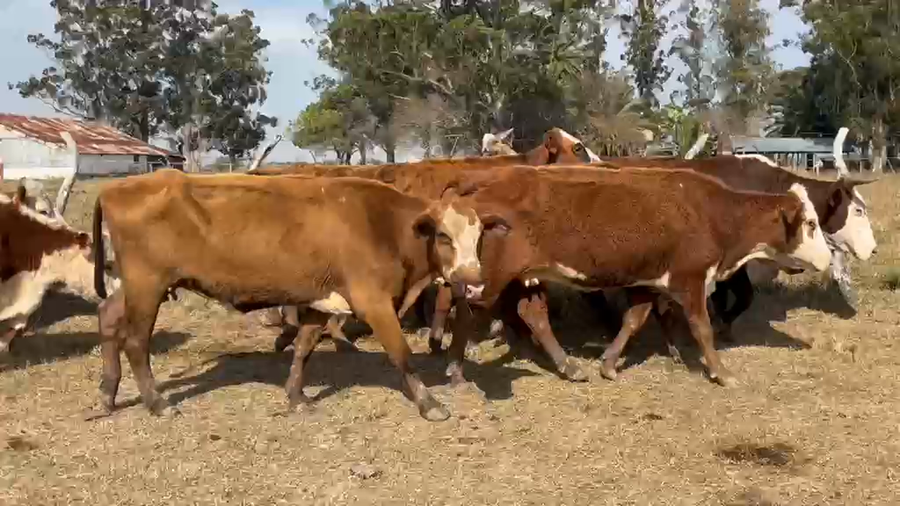 Lote 52 Vacas faena en Corrientes, Paso de Los Libres