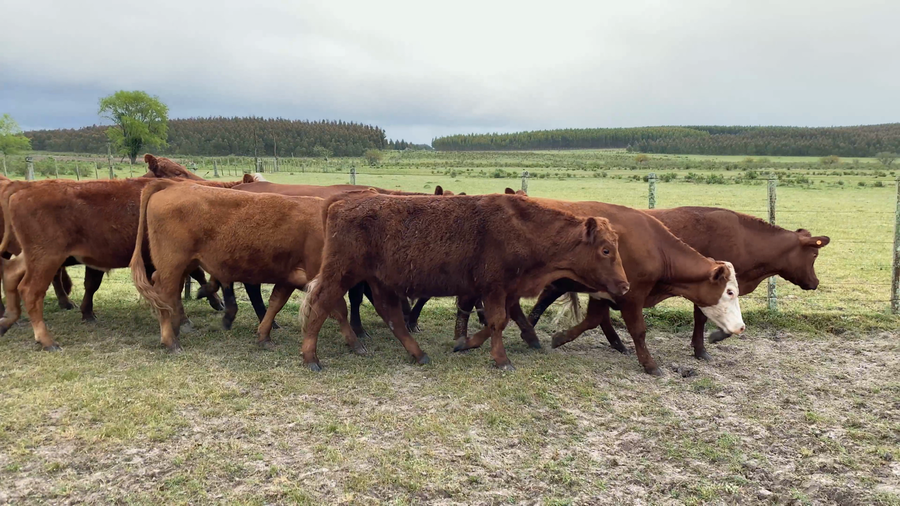Lote 35 Novillos 2 a 3 años en Caraguatá, Tacuarembó
