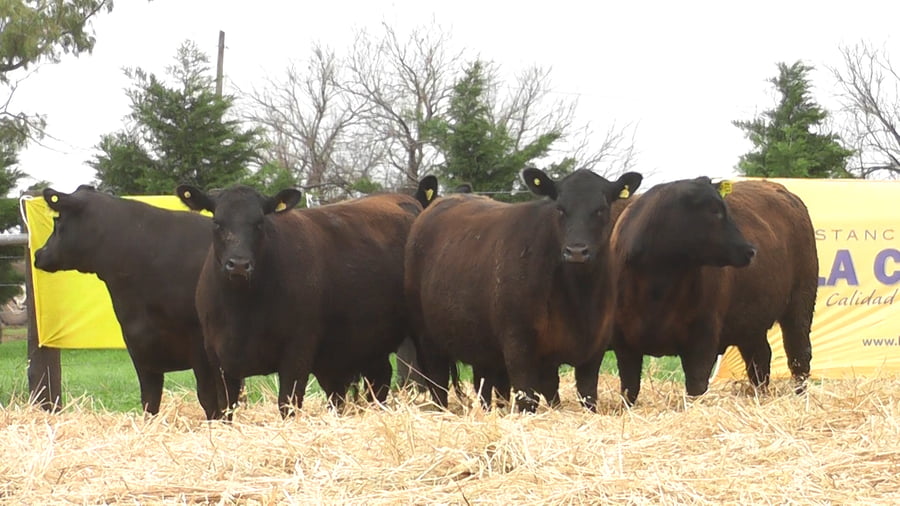 Lote VAQUILLONAS ANGUS PC PARICIÓN PRIMAVERA