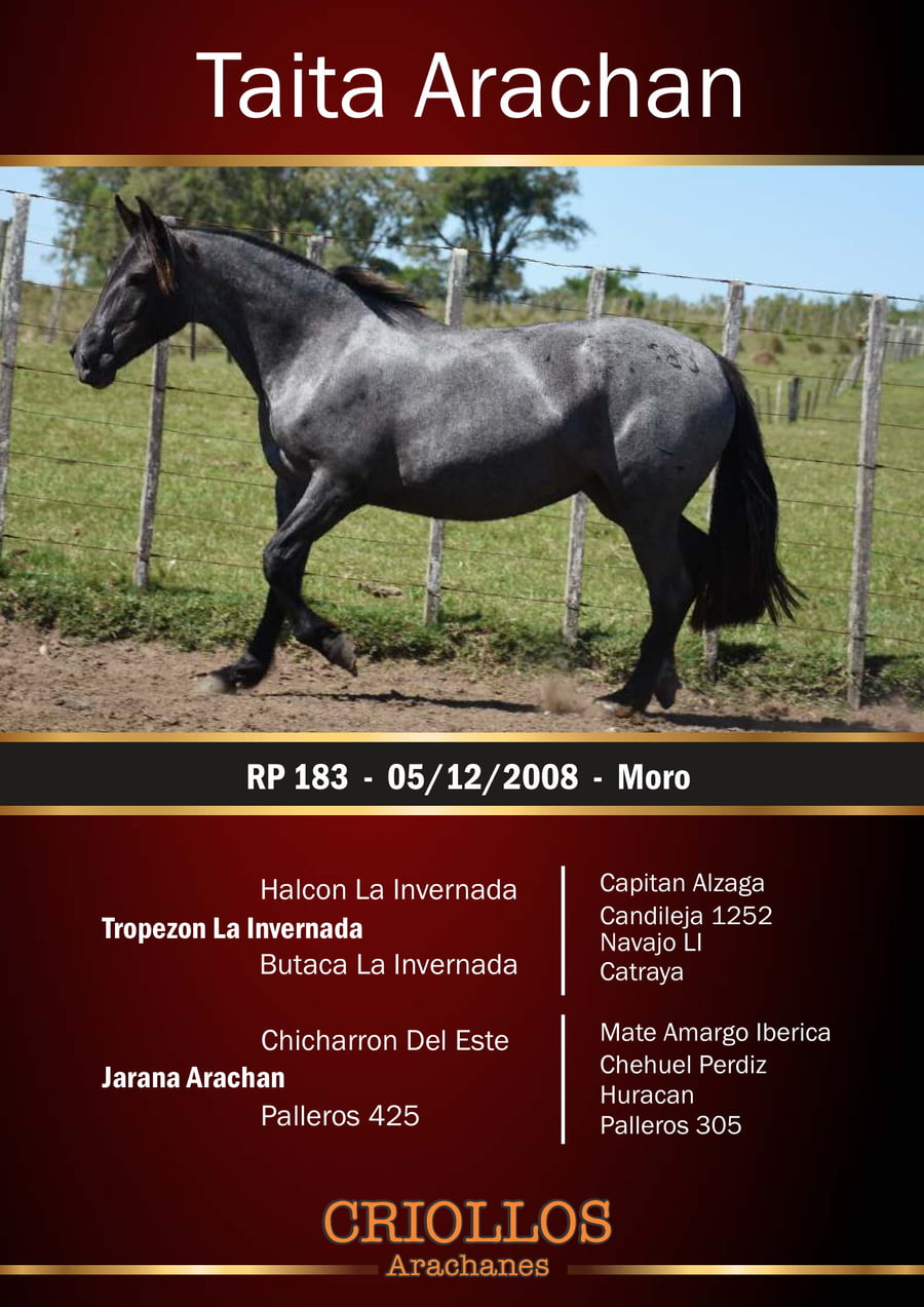 Lote Taita Arachán - RP 183
