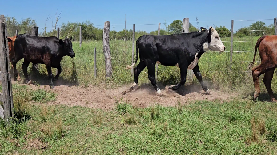 Lote 35 Novillitos y vaquillonas en Corrientes, Esquina