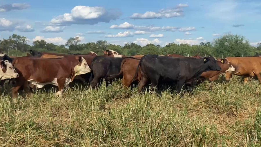 Lote 50 Vaquillonas preñadas en Laguna Yema, Formosa