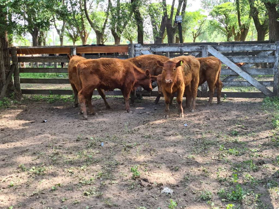 Lote 5 Novillitos en Gral. Lamadrid, Buenos Aires