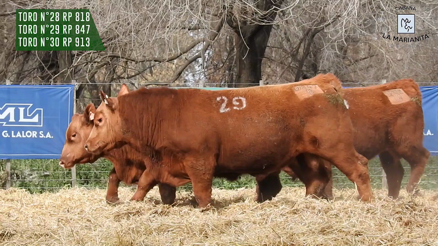 Lote "Cabaña ""La Marianita"" Toros Angus PC"