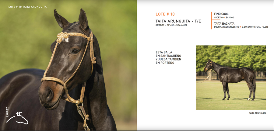 Lote TAITA ARUNGUITA - T/E (FINO COOL - TAITA BACHATA)