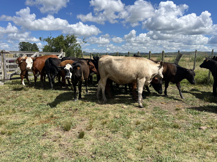 Lote vaquillonas 1 a 2