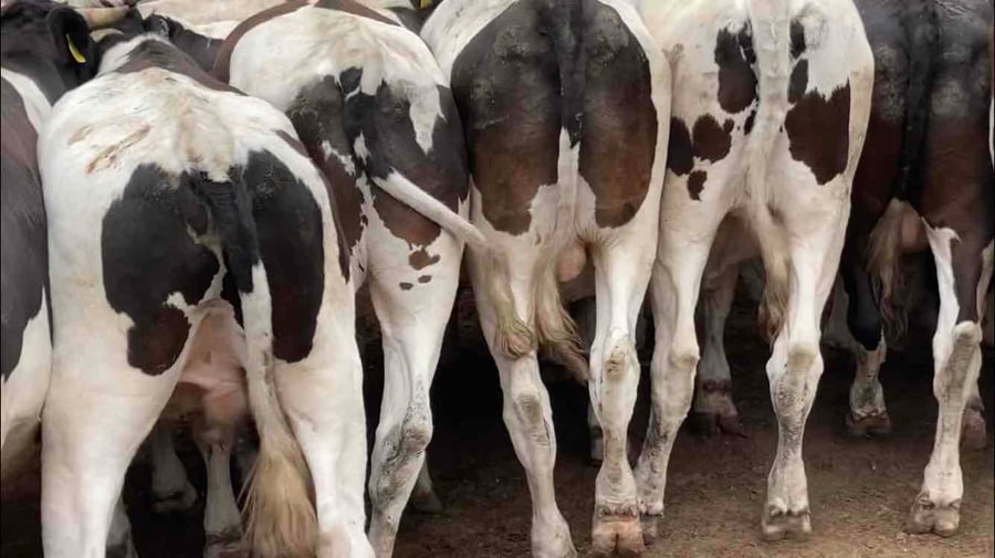 Lote 30 Novillo Gordo en Melipilla, Región Metropolitana