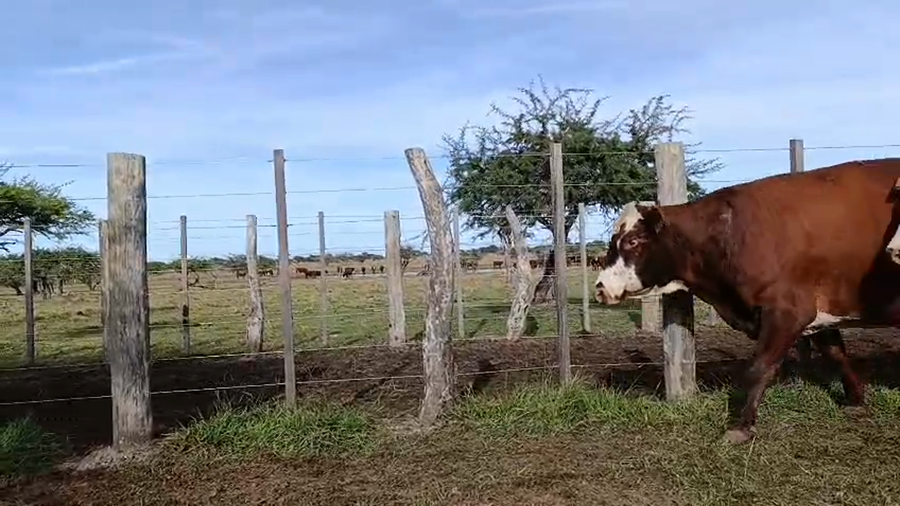 Lote 35 Vacas faena
