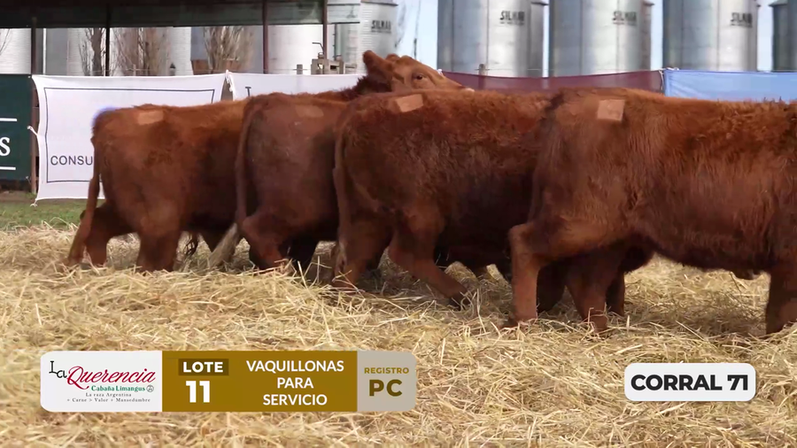 Lote VAQUILLONAS PC PARA SERVICIO