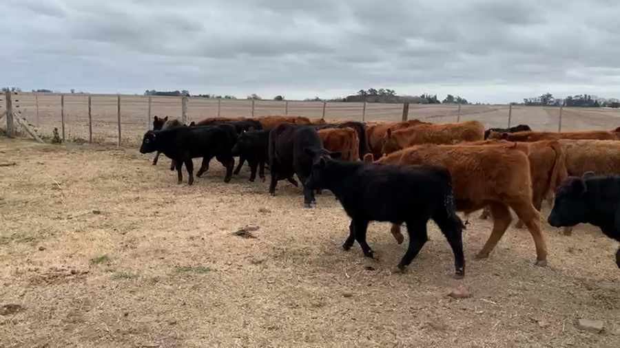 Lote 40 Terneros en Lincoln, Buenos Aires